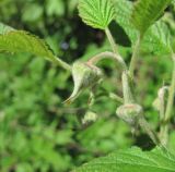 Rubus idaeus. Верхушка побега с бутонами. Кабардино-Балкария, Эльбрусский р-н, долина р. Ирик, ок. 2300 м н.у.м., опушка. 14.07.2016.