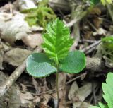 Carpinus betulus