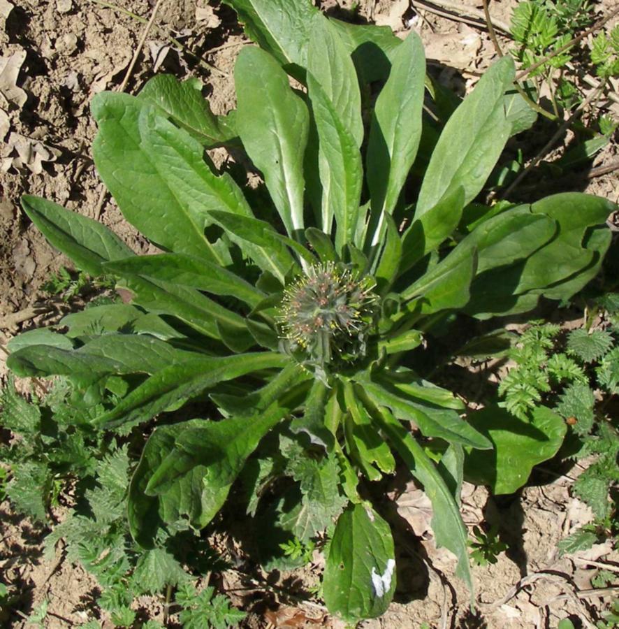 Изображение особи Solenanthus biebersteinii.