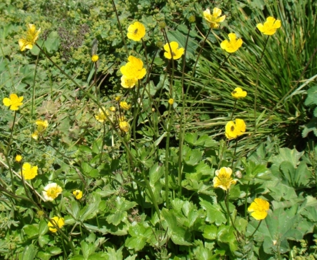 Image of genus Ranunculus specimen.