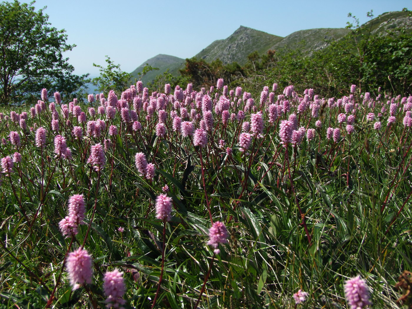 Изображение особи Bistorta plumosa.