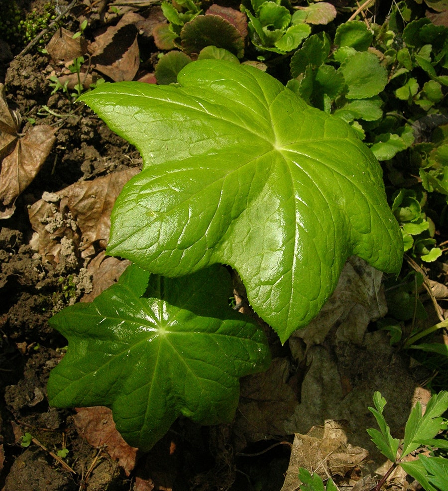 Изображение особи Dysosma pleiantha.