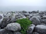 Ligusticum scoticum. Цветущее растение среди валунов. Магаданская обл., окр. г. Магадан, мыс Островной, коса от мыса до о. Птичий. 21.07.2018.