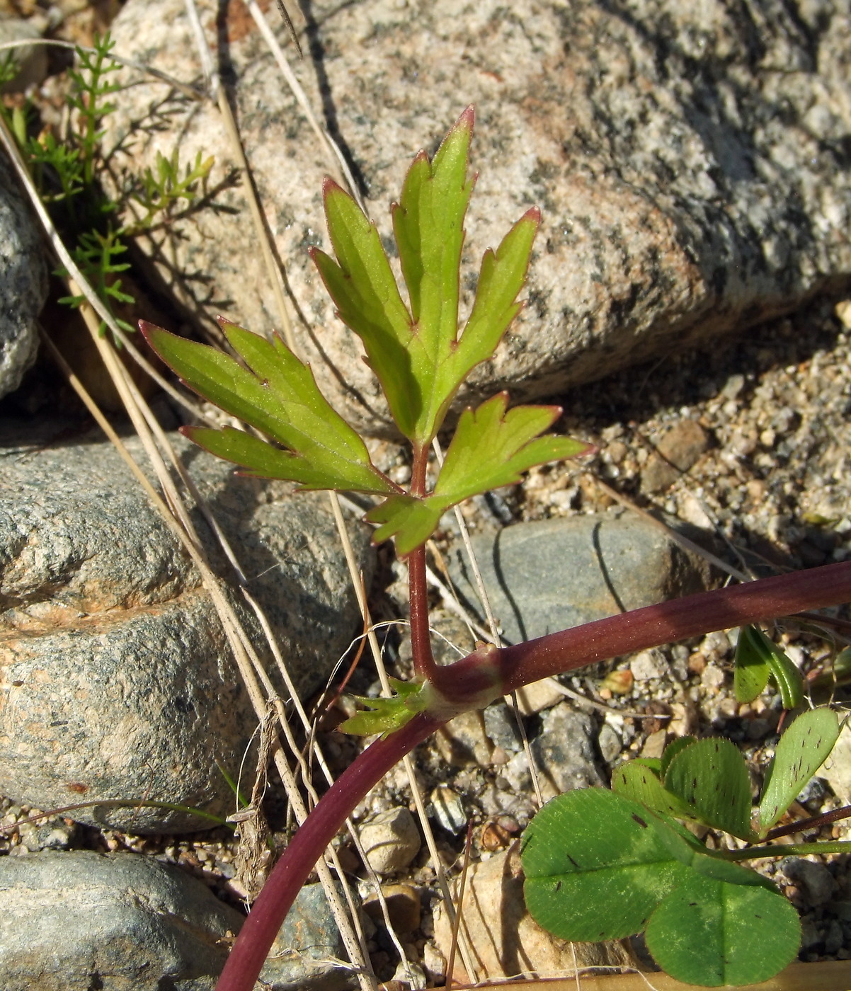 Image of Ranunculus repens specimen.