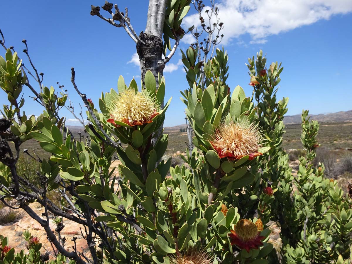 Изображение особи Protea lanceolata.