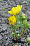 Adonis vernalis