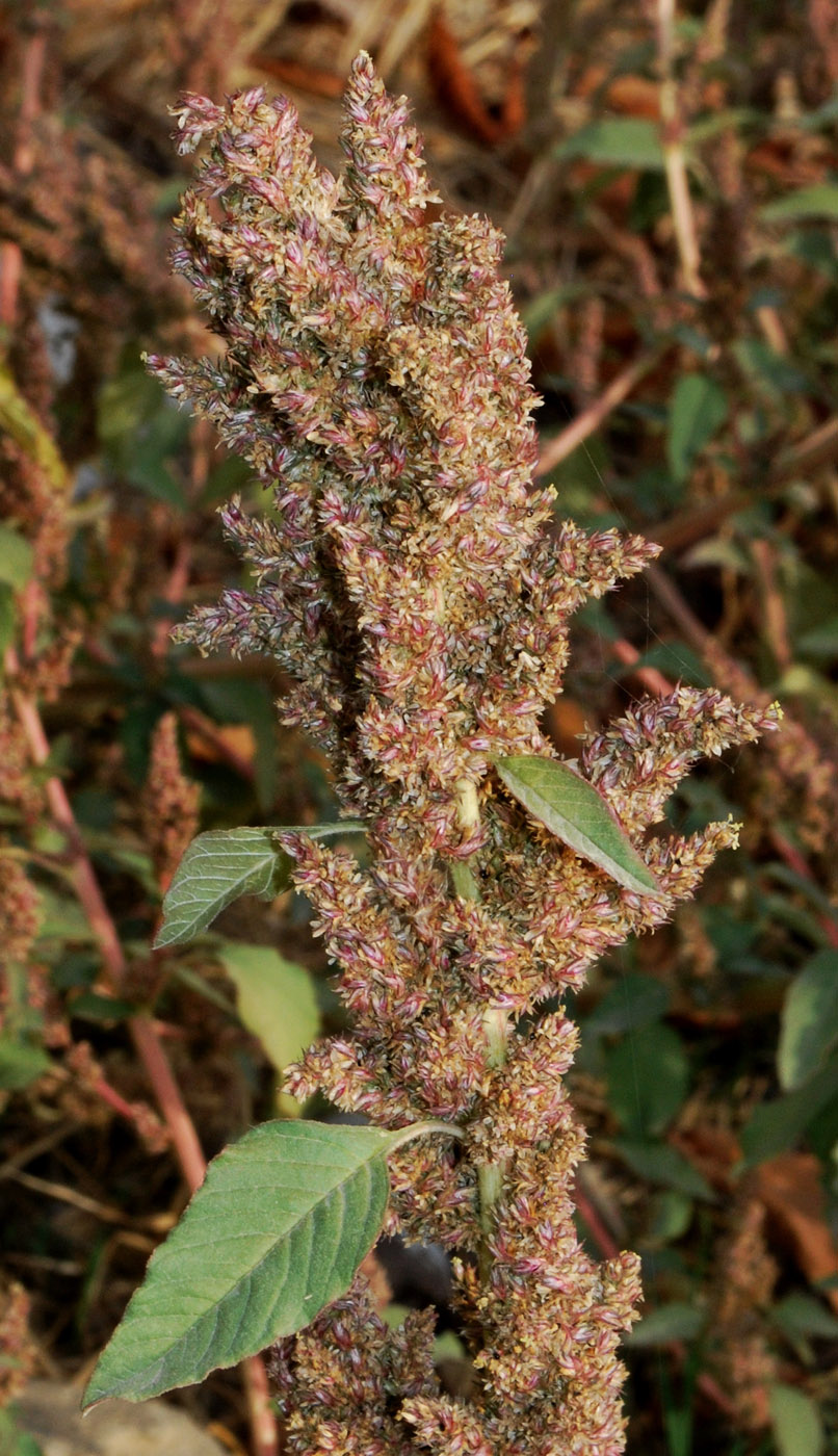 Image of Amaranthus retroflexus specimen.