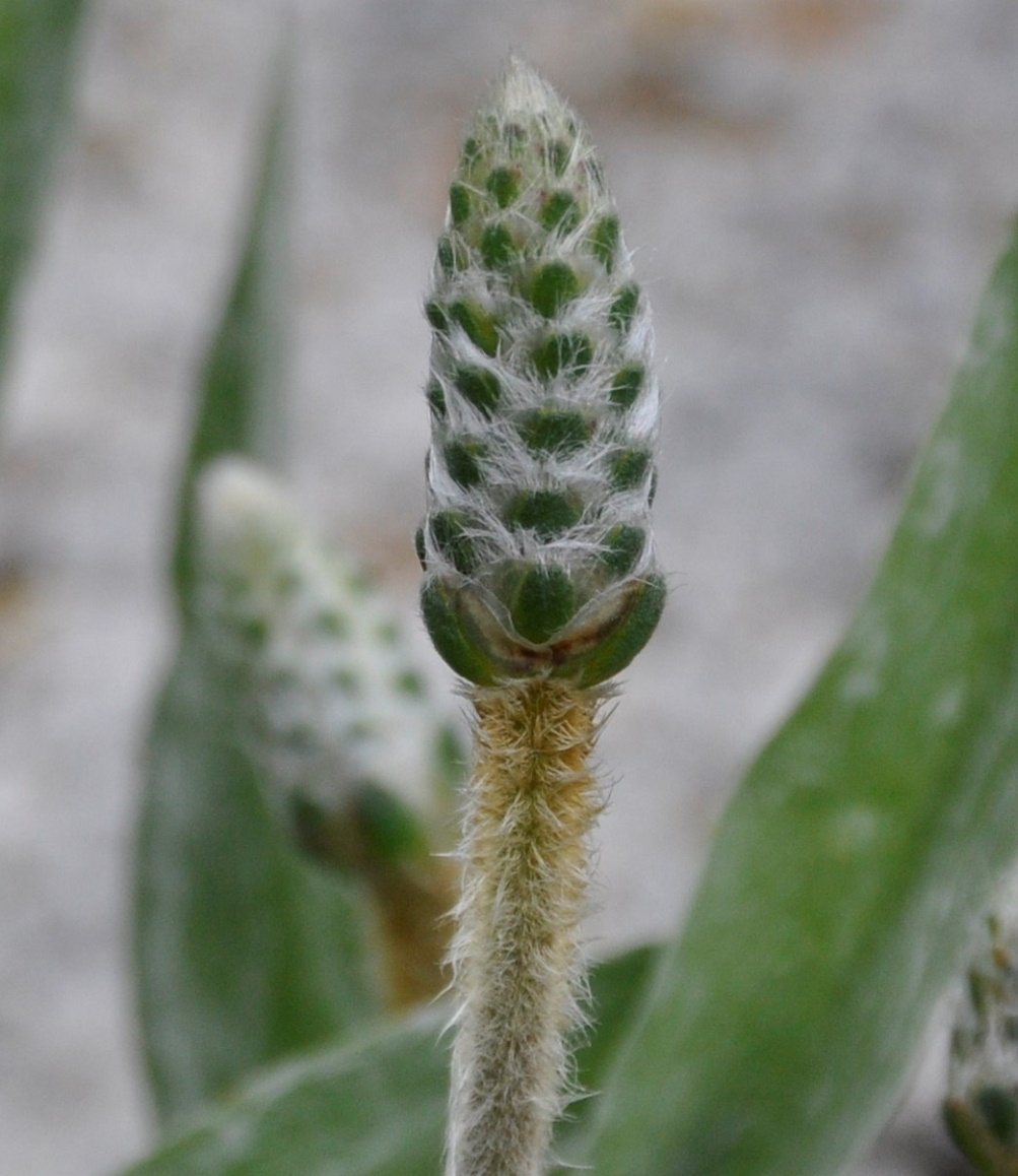 Image of Plantago albicans specimen.