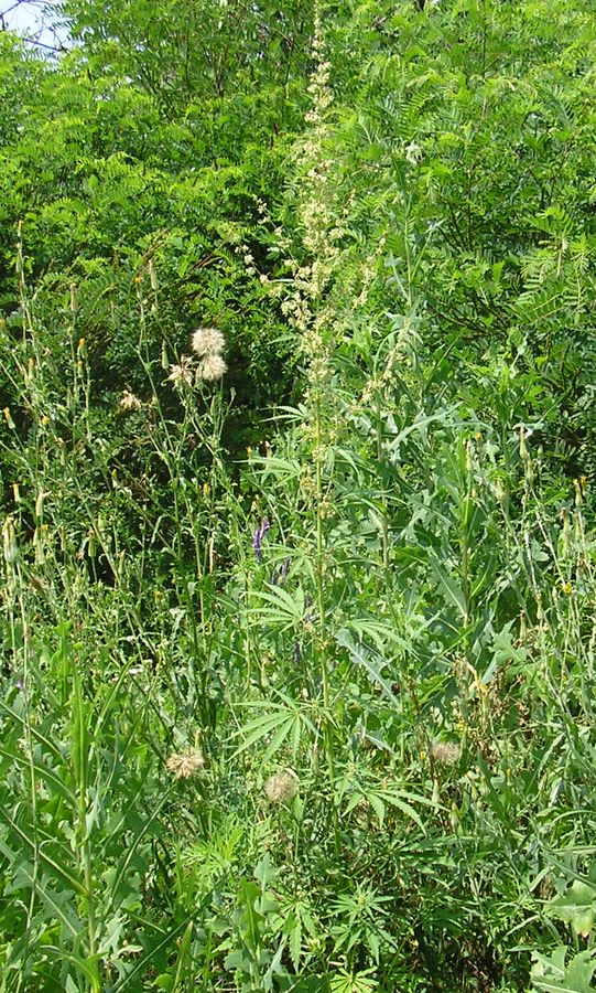 Image of Cannabis sativa var. spontanea specimen.