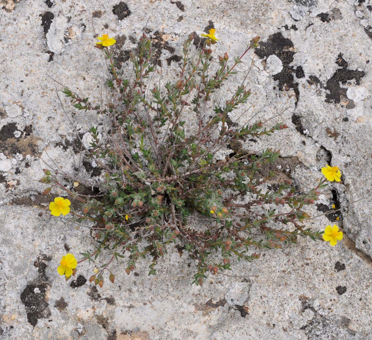 Image of Fumana thymifolia specimen.