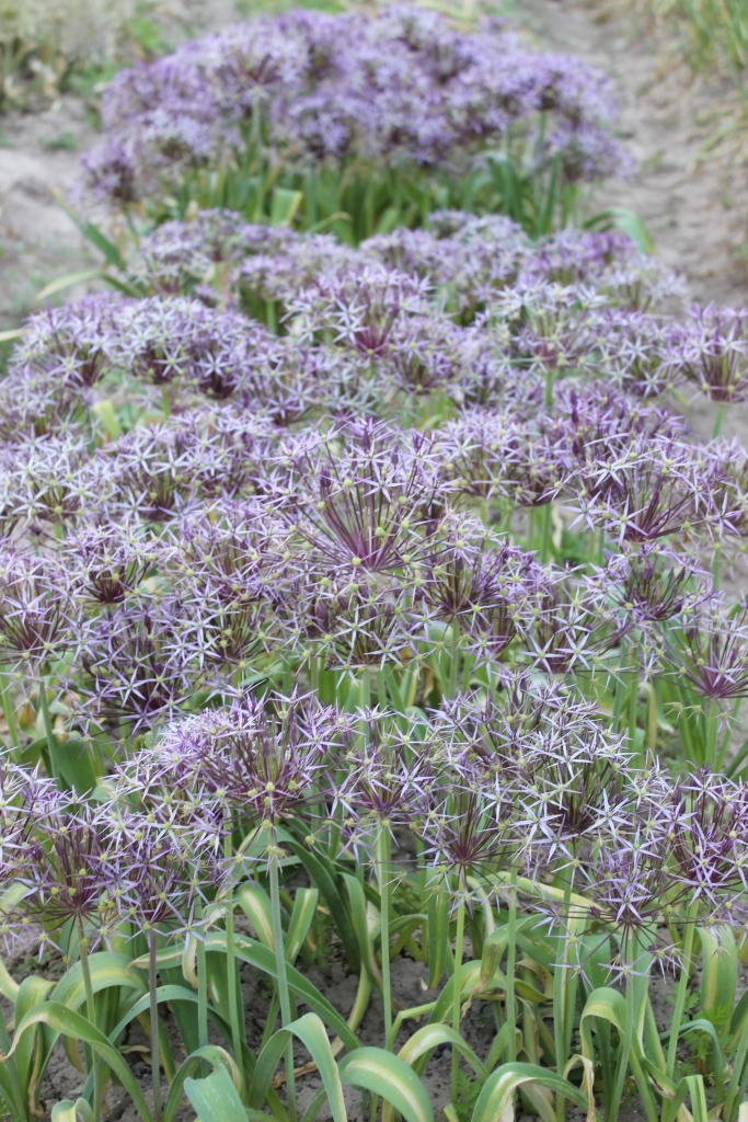 Изображение особи Allium cristophii.