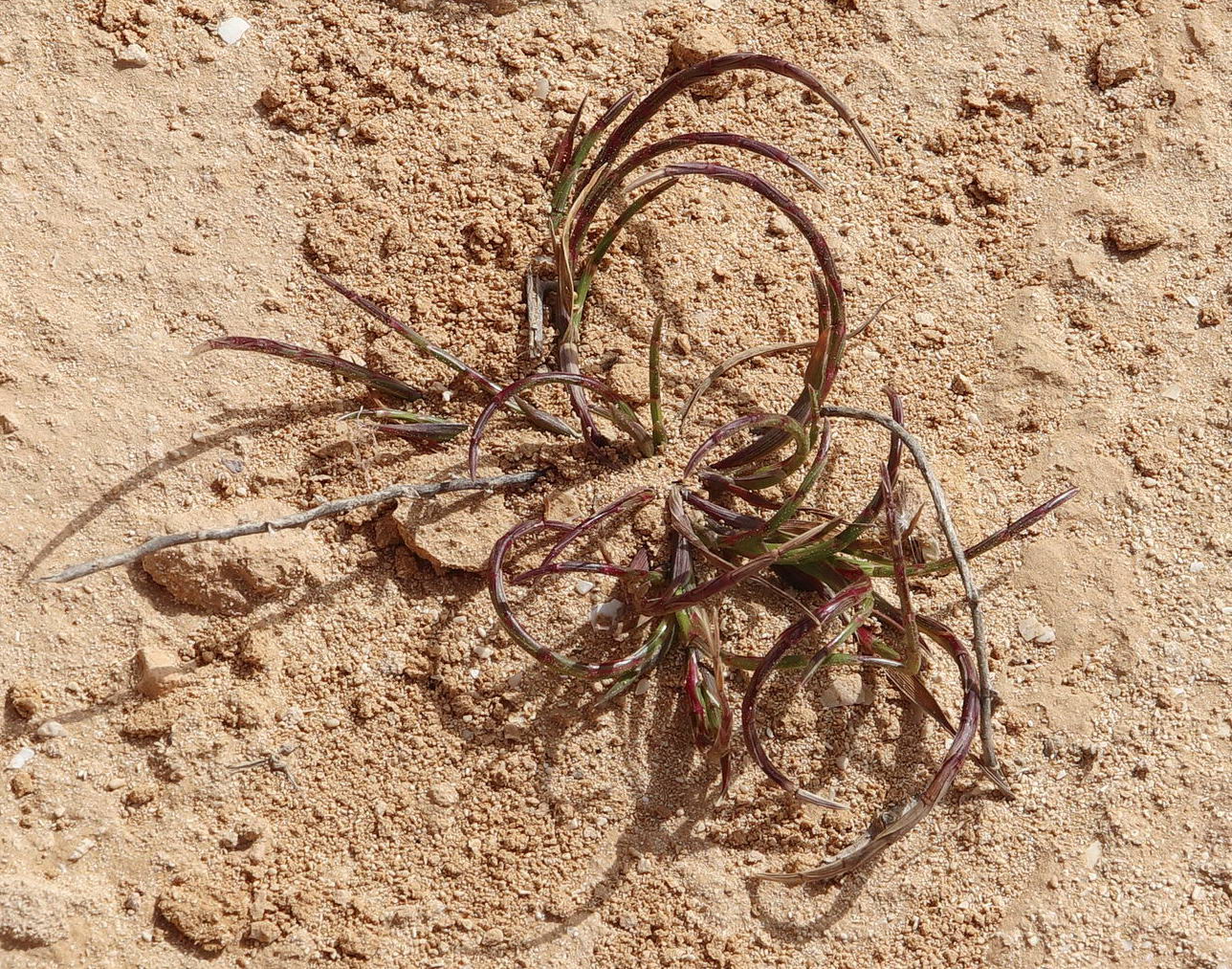 Image of Parapholis incurva specimen.