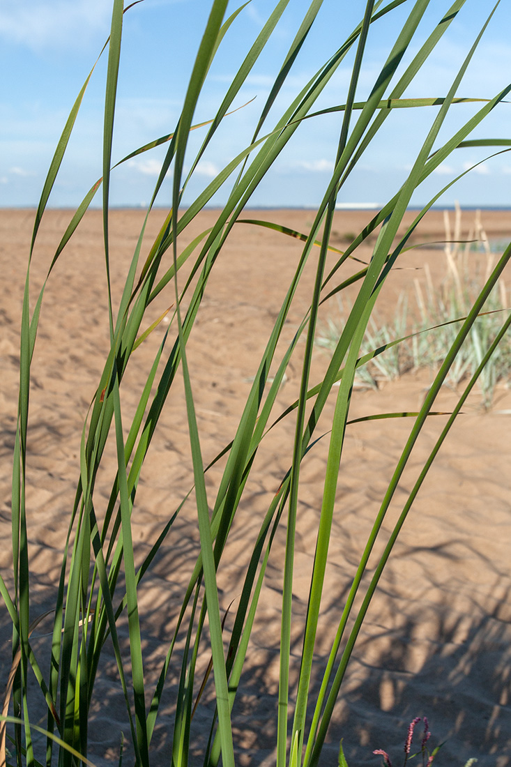 Изображение особи Typha angustifolia.