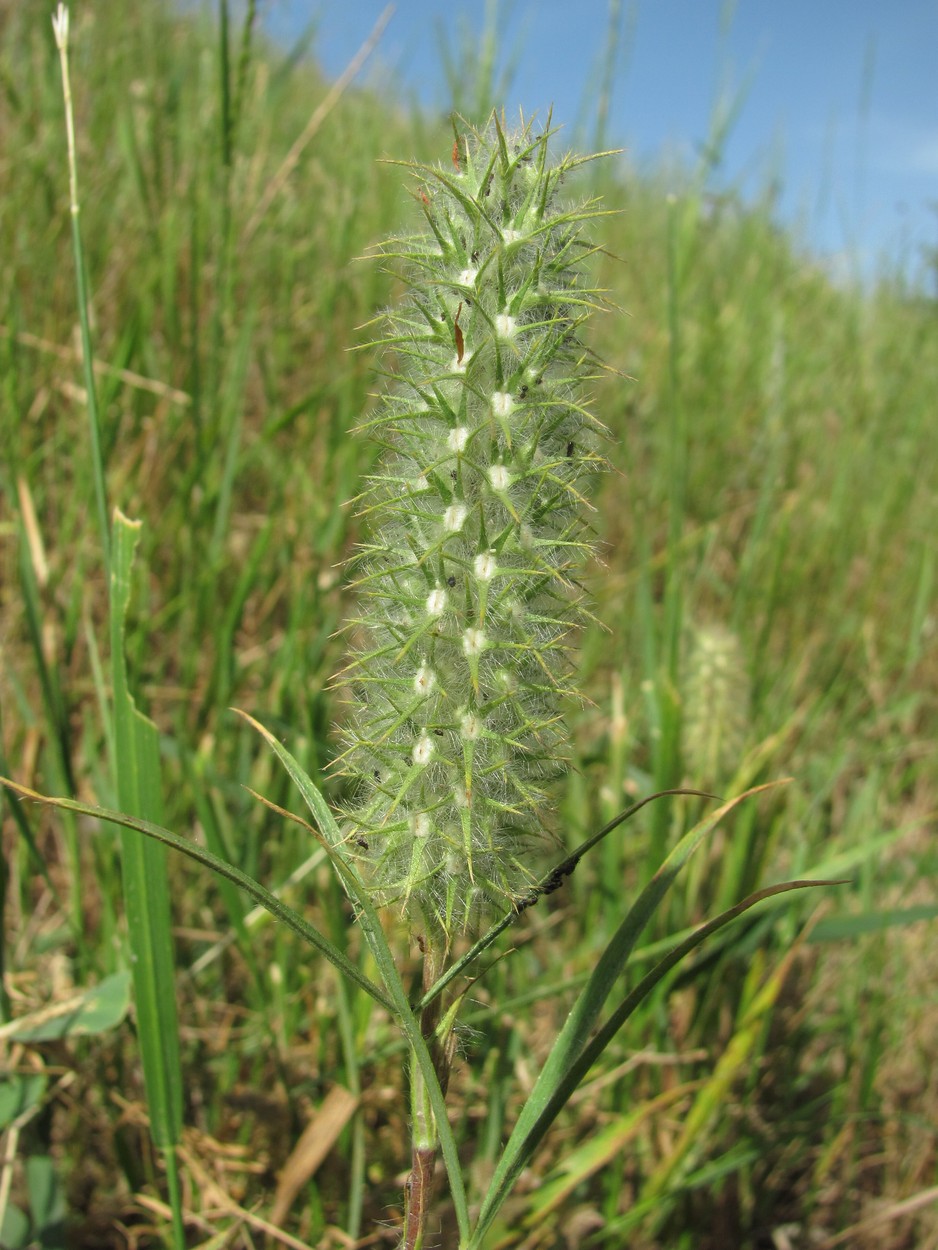 Изображение особи Trifolium angustifolium.