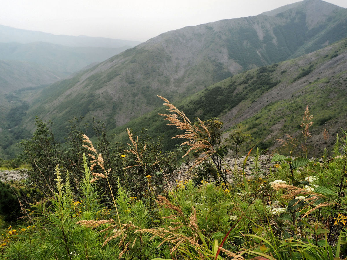 Изображение особи Calamagrostis purpurea.