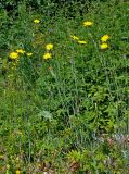 род Tragopogon. Цветущие растения. Сербия, национальный парк Тара, плоскогорье Равна Тара, луг на опушке смешанного леса. 08.07.2019.