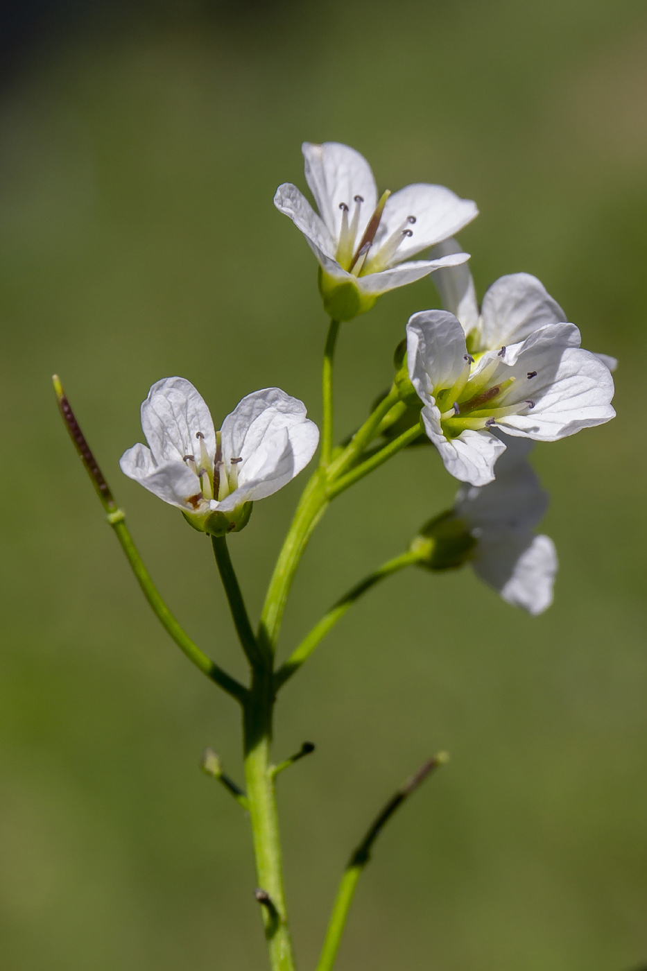 Изображение особи Cardamine amara.