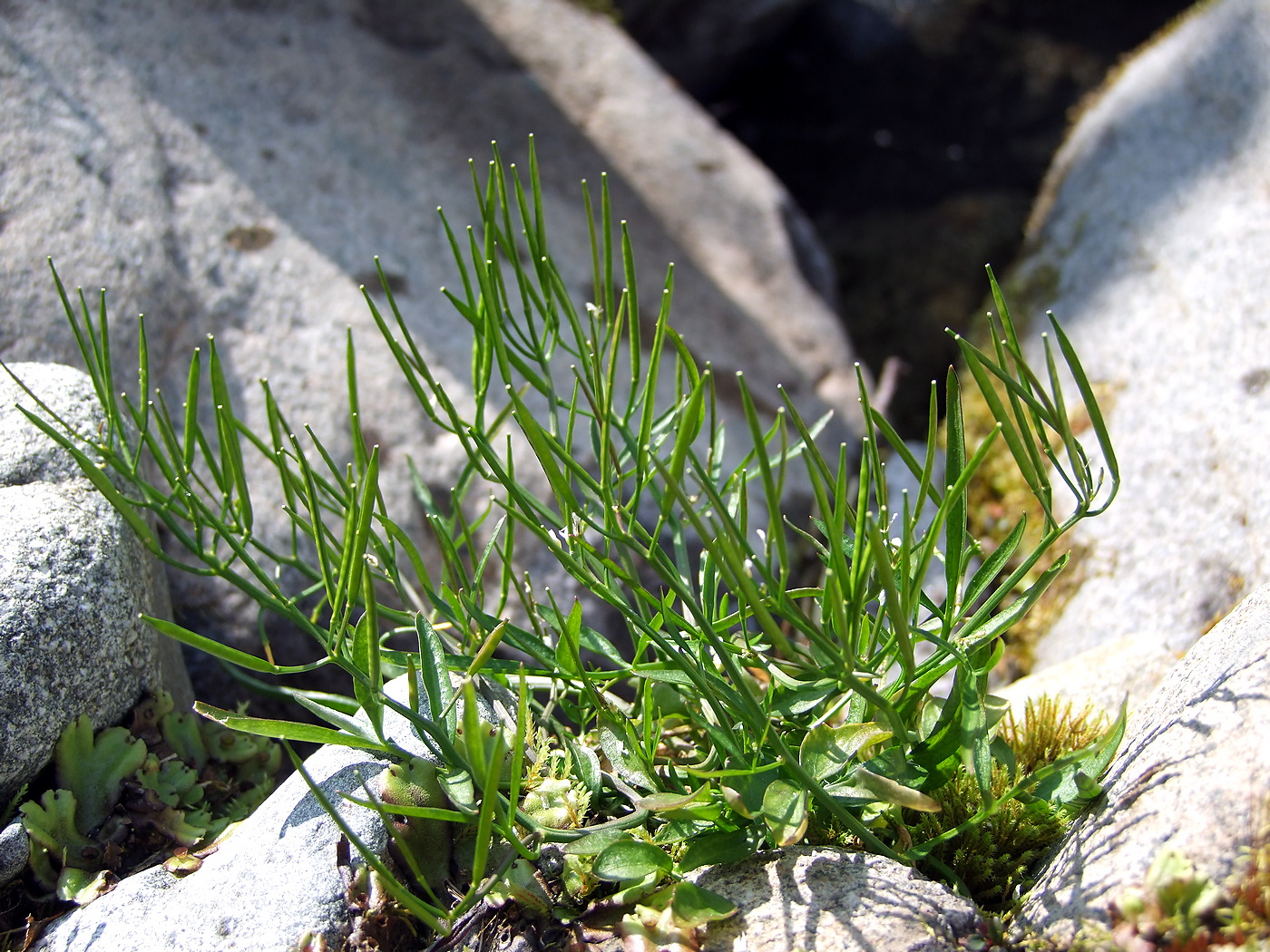 Image of Cardamine umbellata specimen.