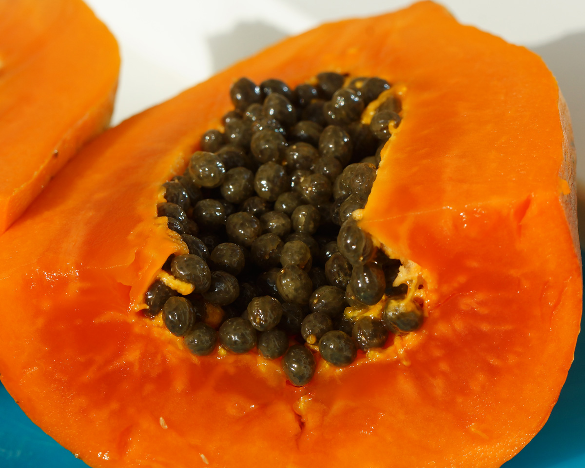 Image of Carica papaya specimen.