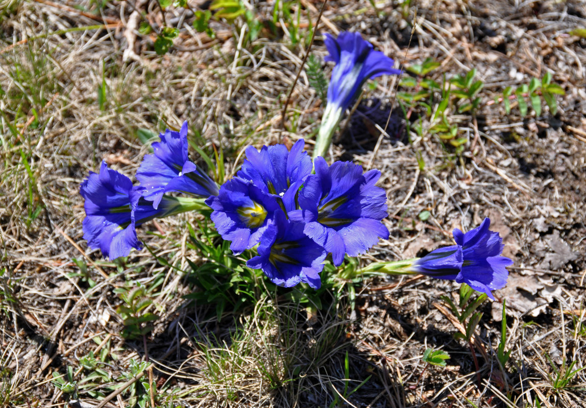 Изображение особи Gentiana grandiflora.