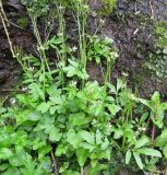 Cardamine regeliana