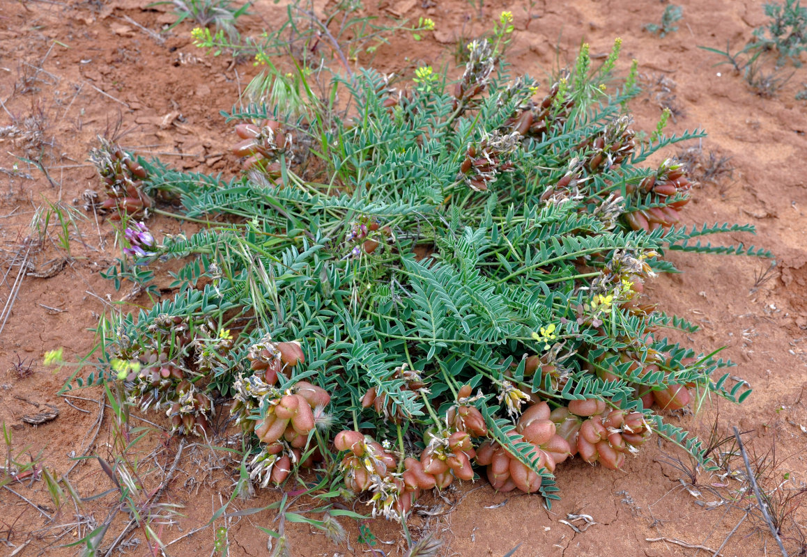 Image of Astragalus physodes specimen.