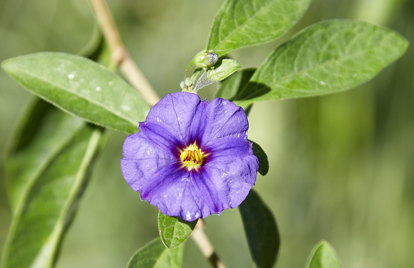 Image of Lycianthes rantonnetii specimen.