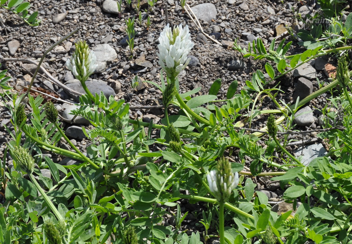 Изображение особи Astragalus marinus.