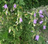 Campanula komarovii