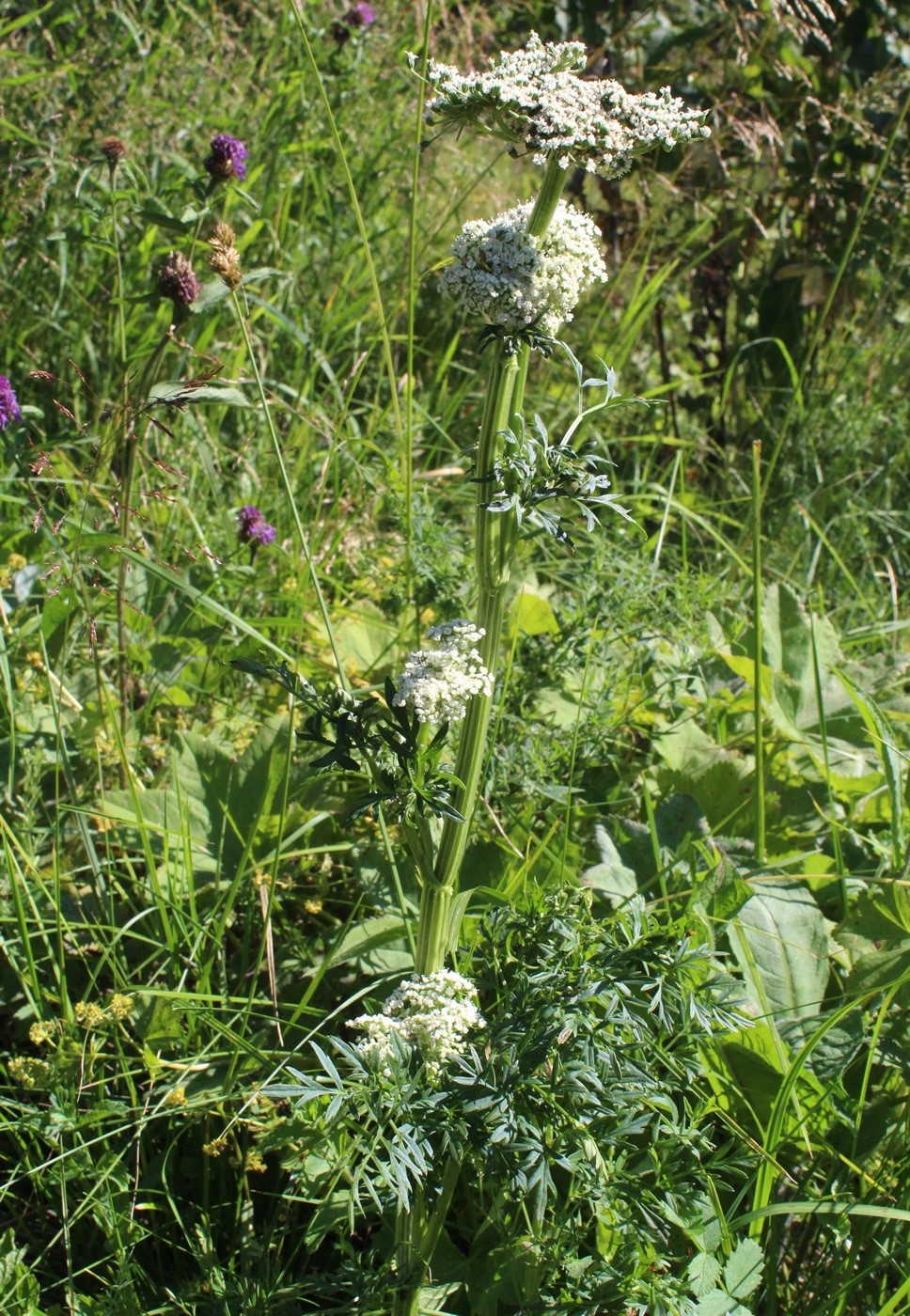 Изображение особи Selinum carvifolia.