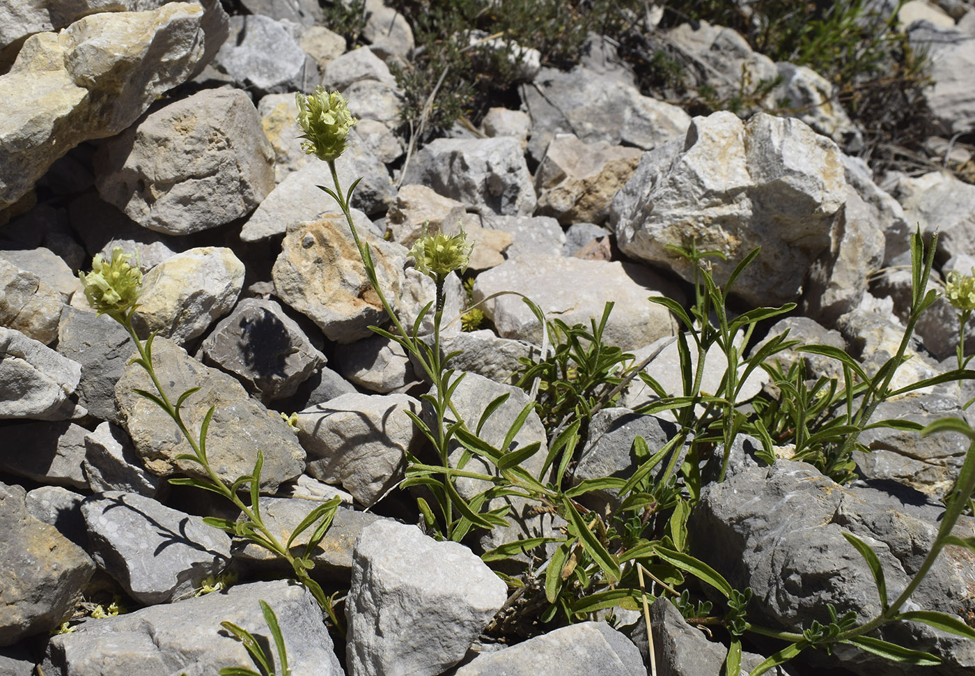 Image of Sideritis hyssopifolia specimen.