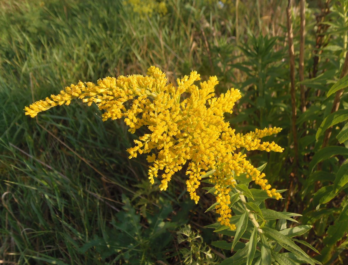 Image of Solidago canadensis specimen.