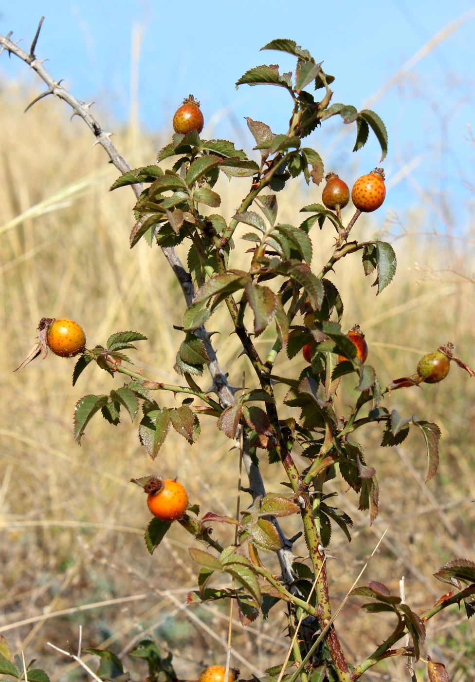 Изображение особи Rosa schmalhauseniana.