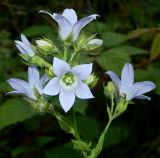 Gadellia lactiflora