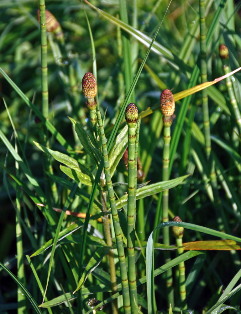 Image of Equisetum fluviatile specimen.