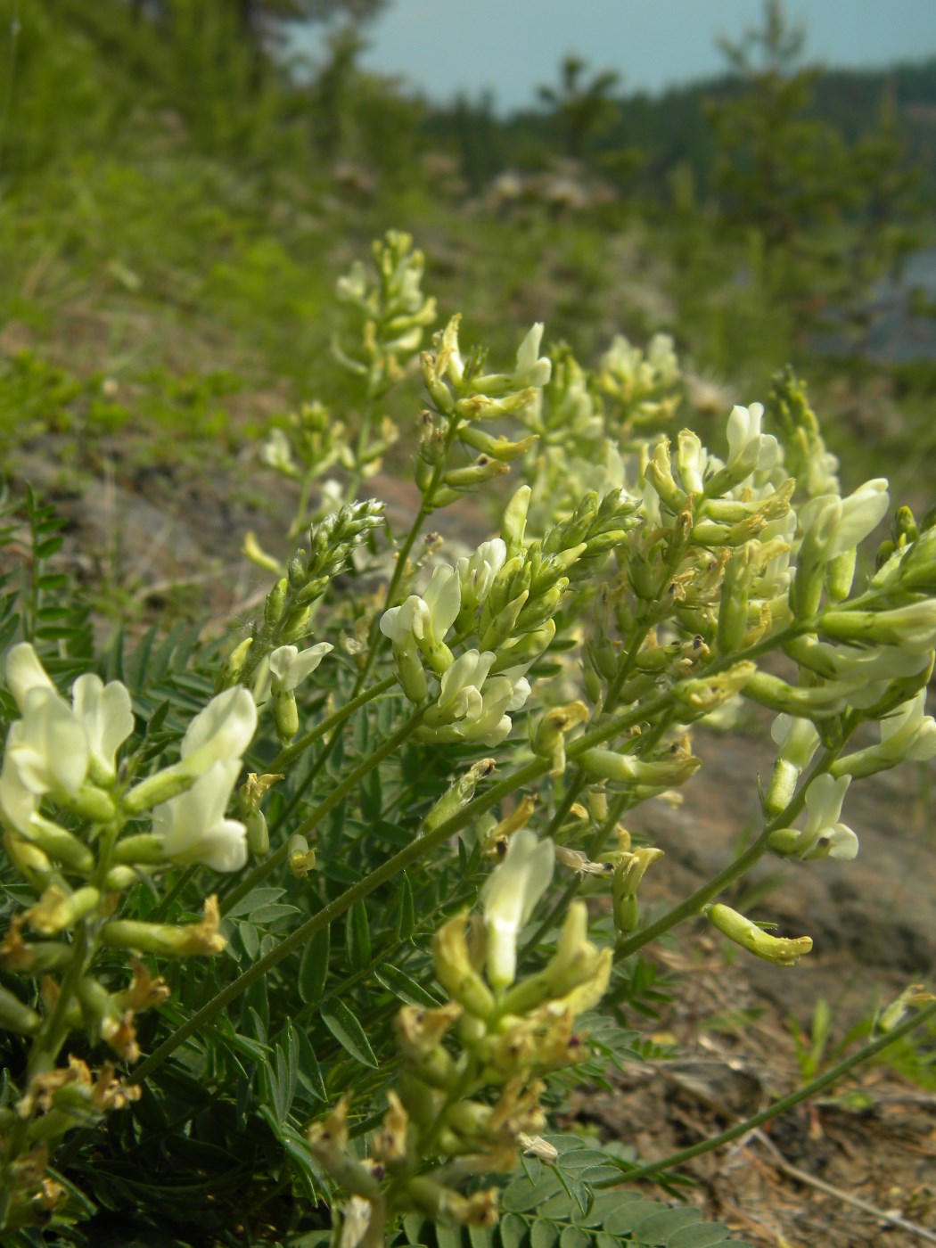 Image of Oxytropis katangensis specimen.