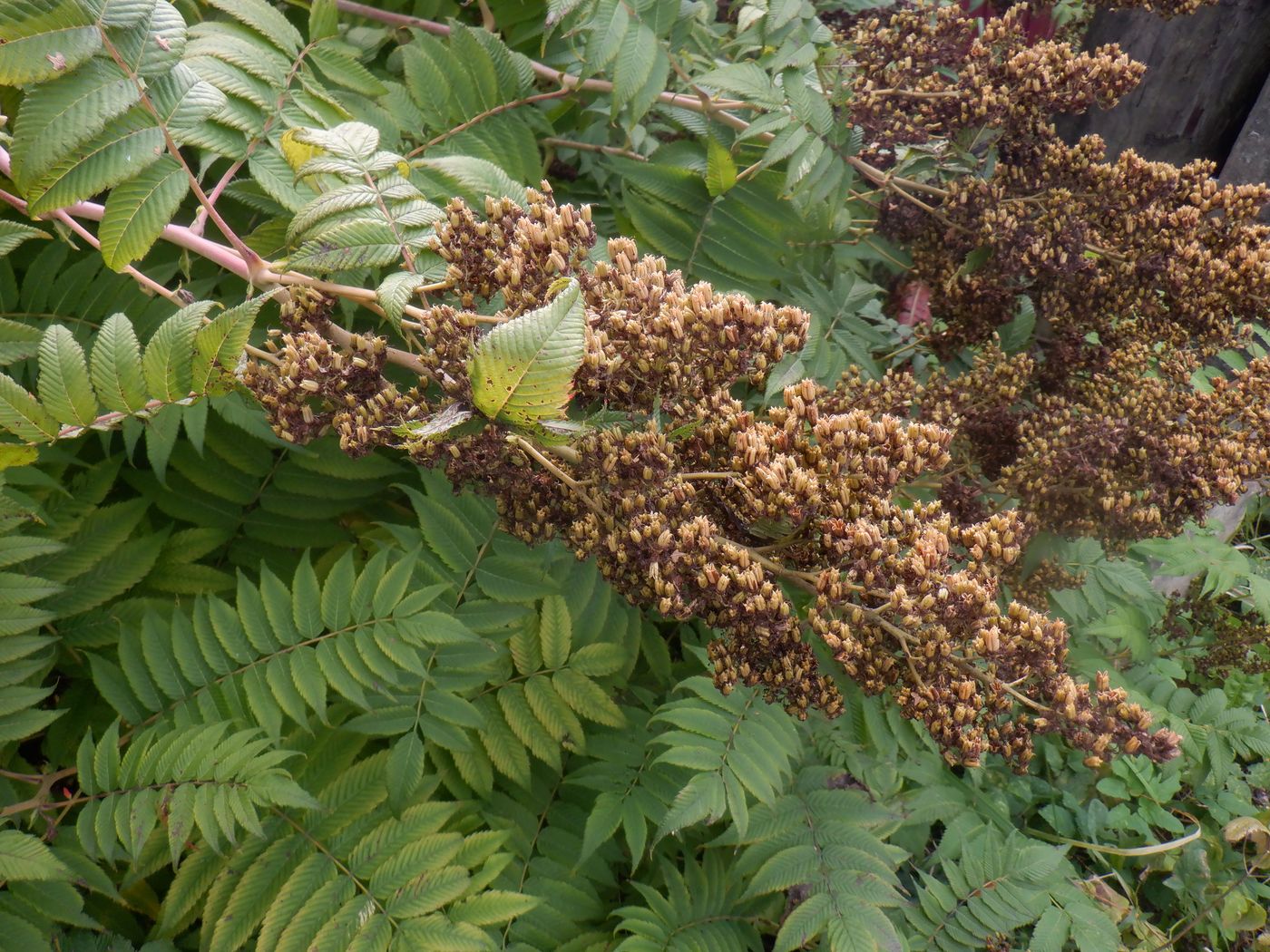 Image of Sorbaria sorbifolia specimen.