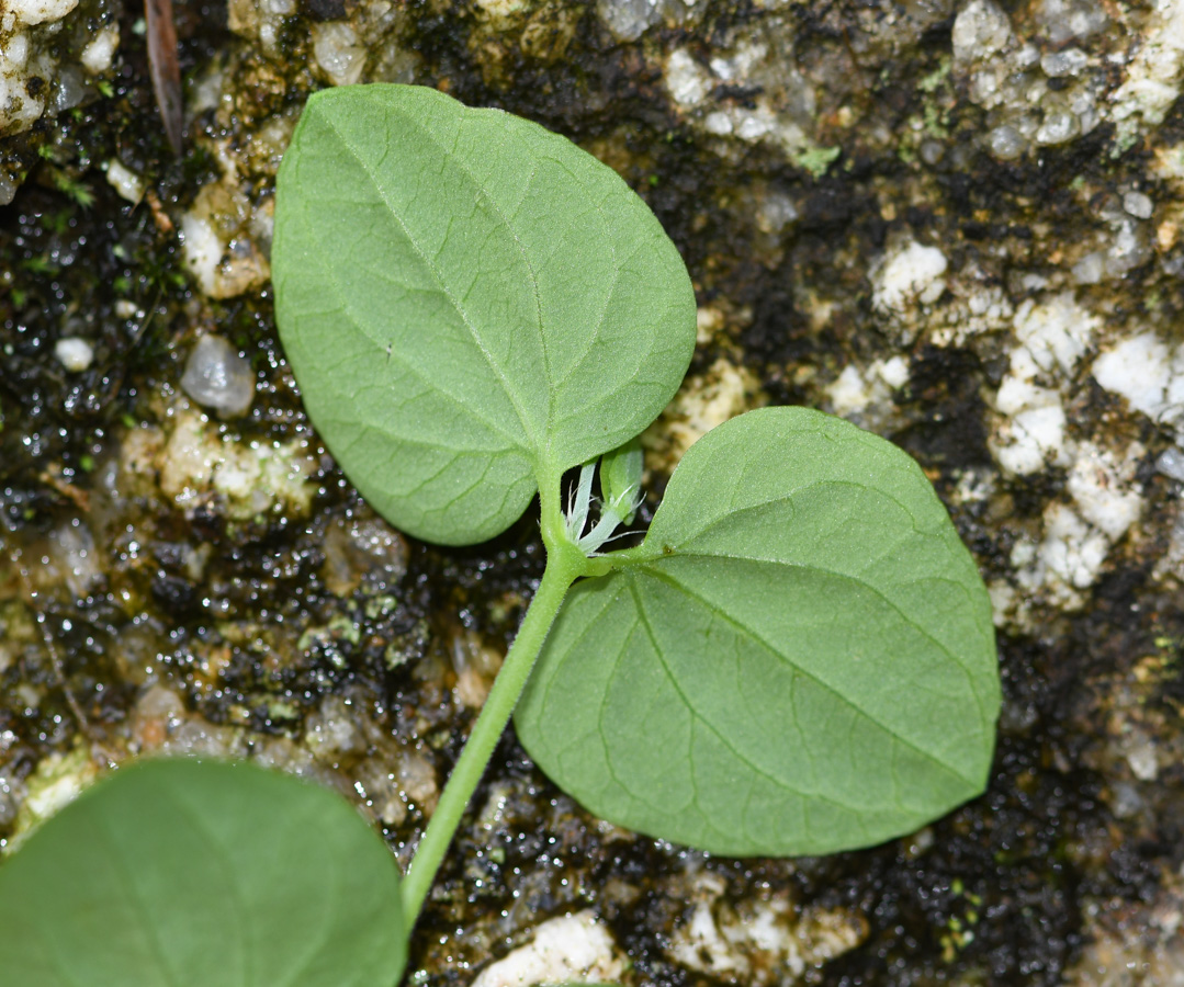 Image of Drymaria cordata specimen.