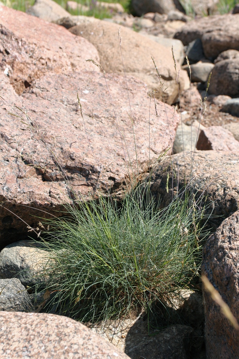 Изображение особи Festuca arenaria.