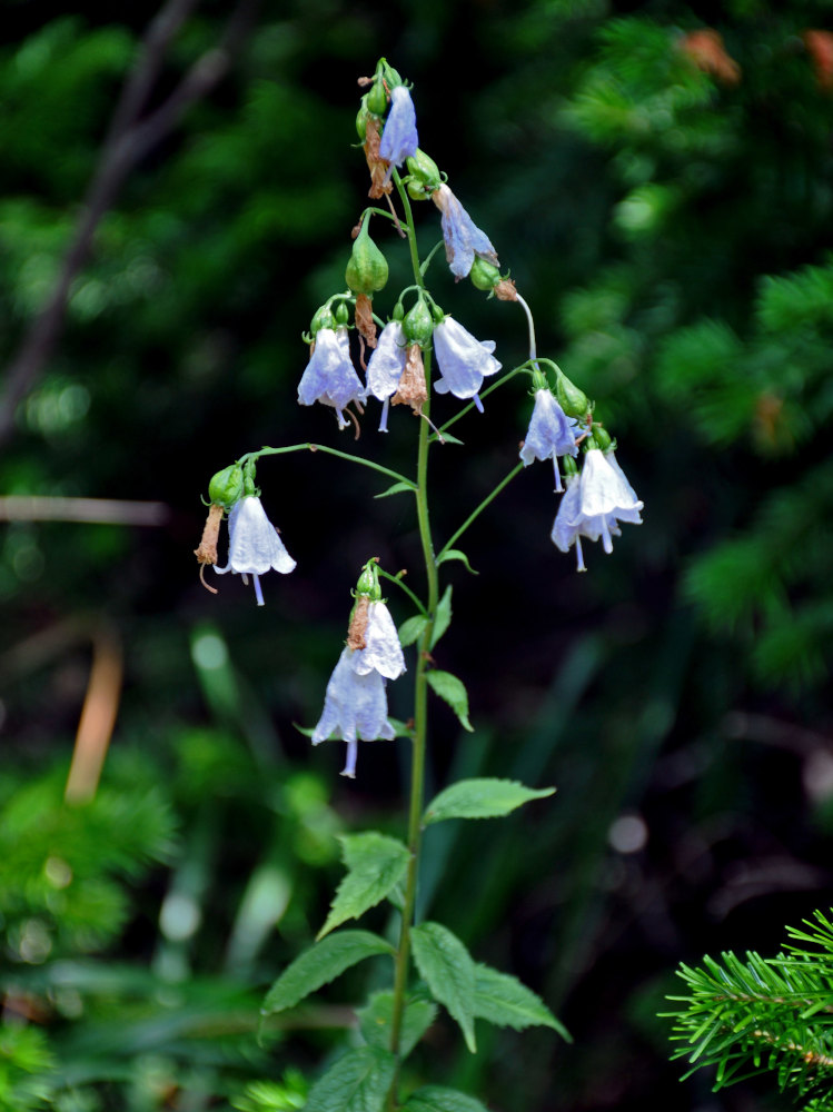 Image of Adenophora liliifolia specimen.