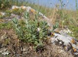 Teucrium capitatum