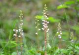 Смотреть изображение Pyrola rotundifolia