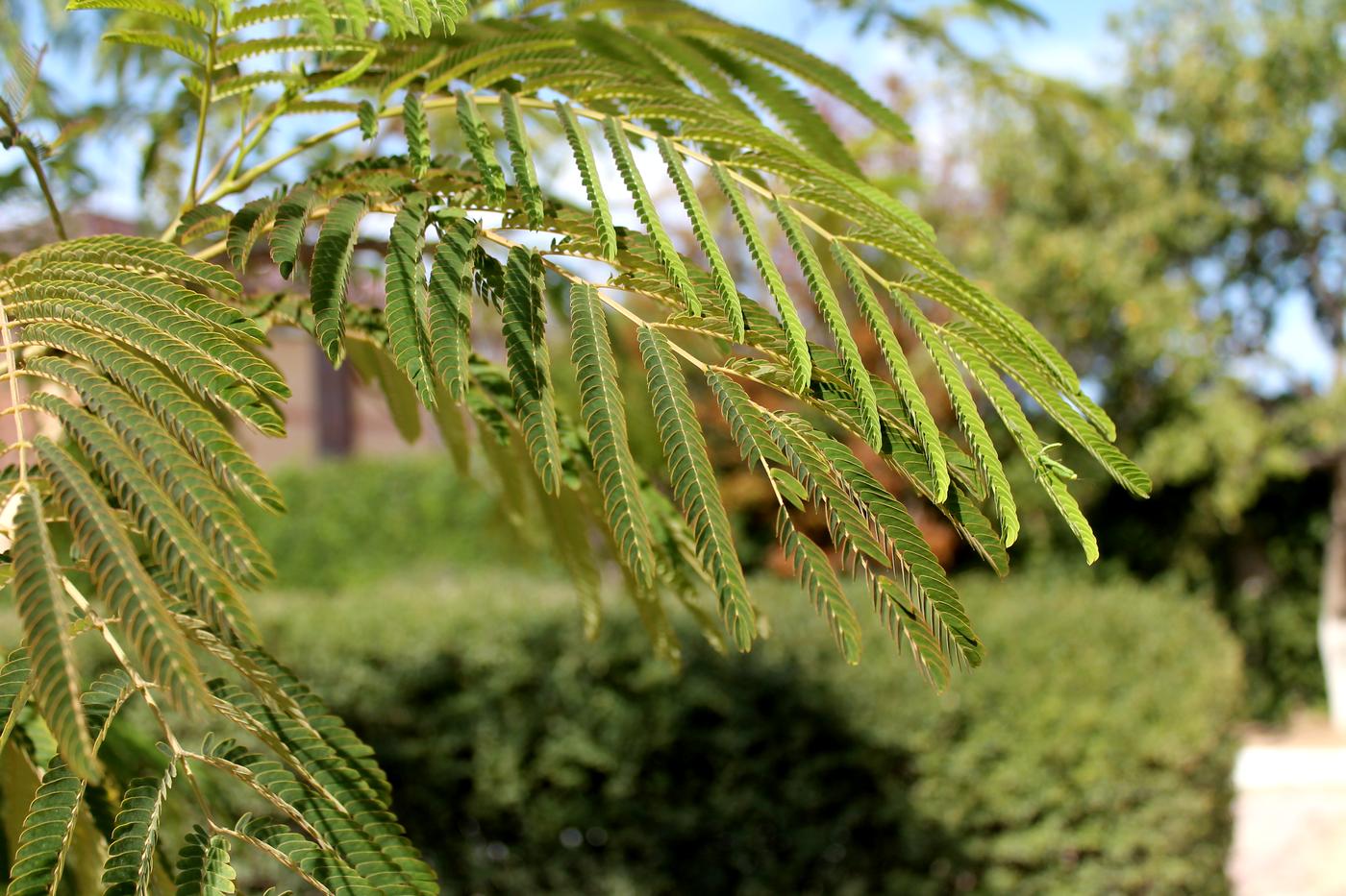 Image of Albizia julibrissin specimen.