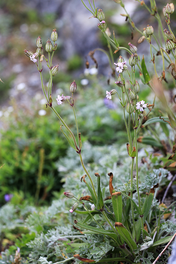 Image of Silene obscura specimen.