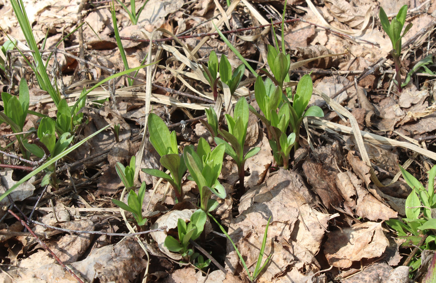 Image of Saponaria officinalis specimen.