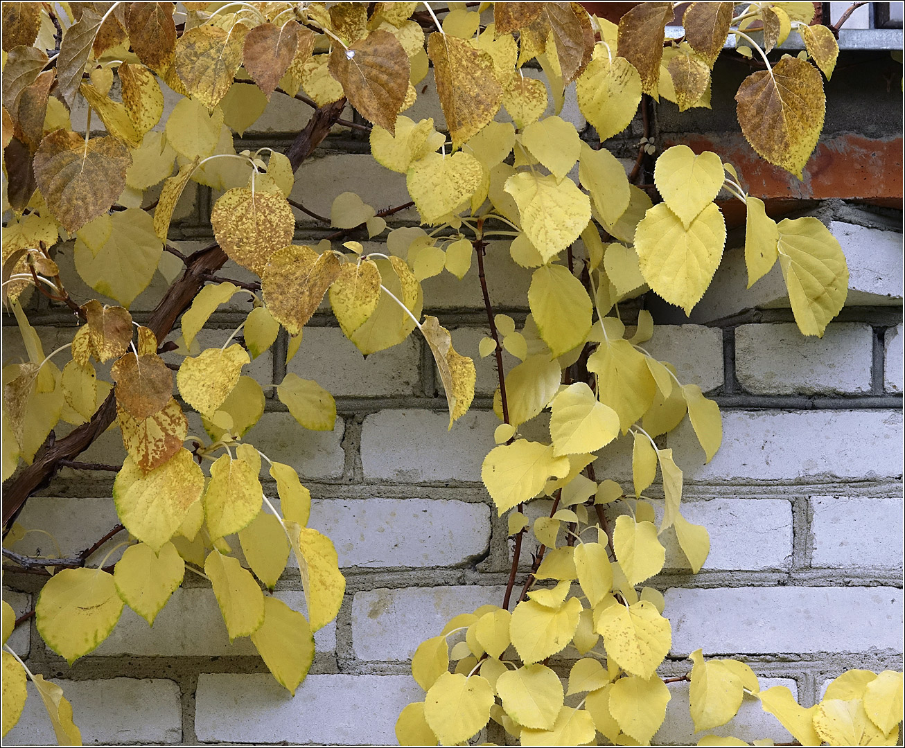 Изображение особи Hydrangea petiolaris.