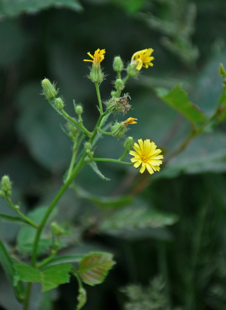 Изображение особи Picris japonica.