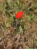 Papaver rhoeas. Цветущее растение. Крым, Ленинский р-н, с. Новоотрадное, степь. 10.05.2021.