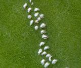 Astrophytum ornatum