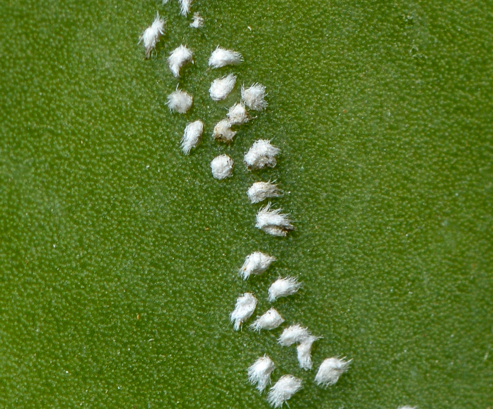 Image of Astrophytum ornatum specimen.